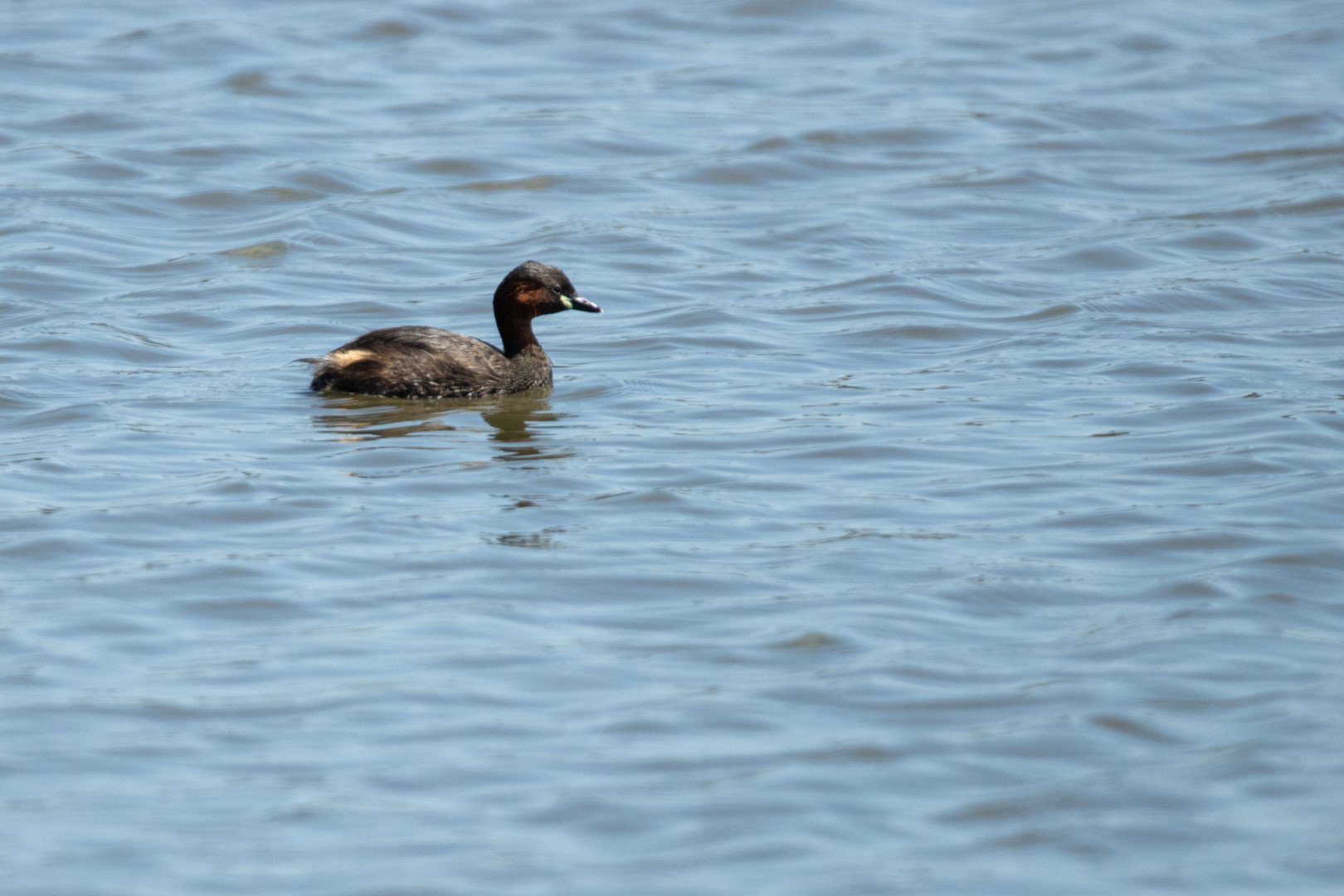14-Grebe-castagneux.jpg