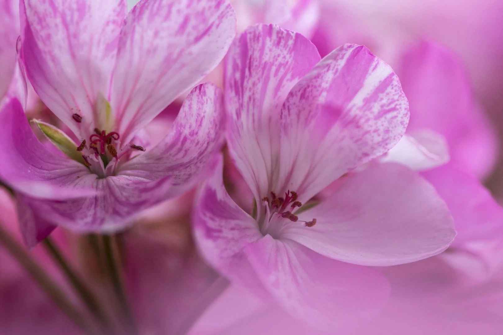 Geranium.jpg