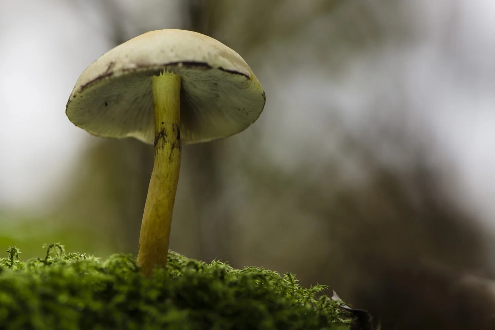 Emmanuel3.jpg