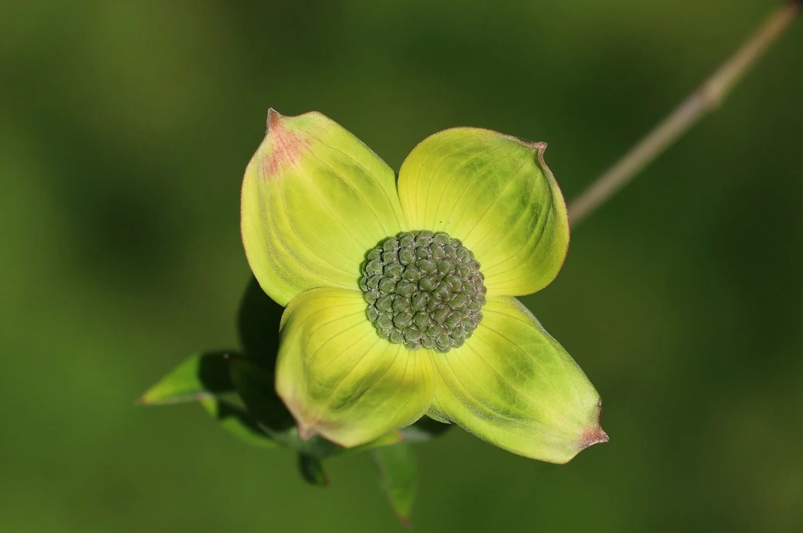 Cornus-Florida.jpg