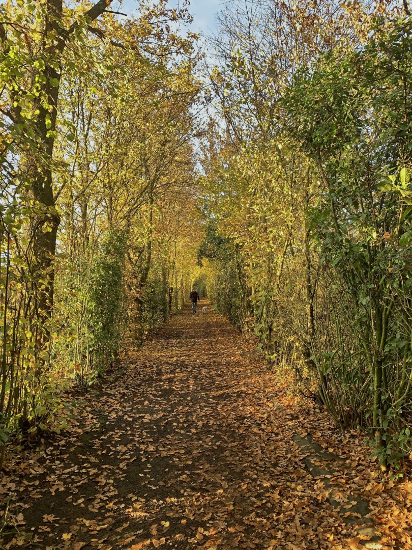 Balade-sur-lit-de-feuilles.jpg