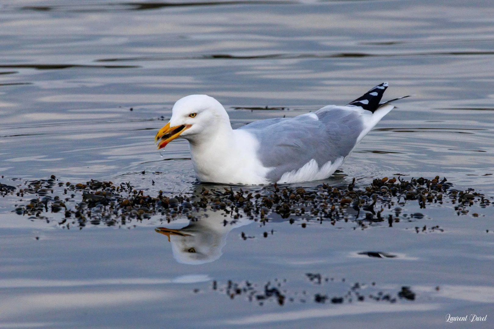 1-LD-02-25-Goeland-argente.jpg