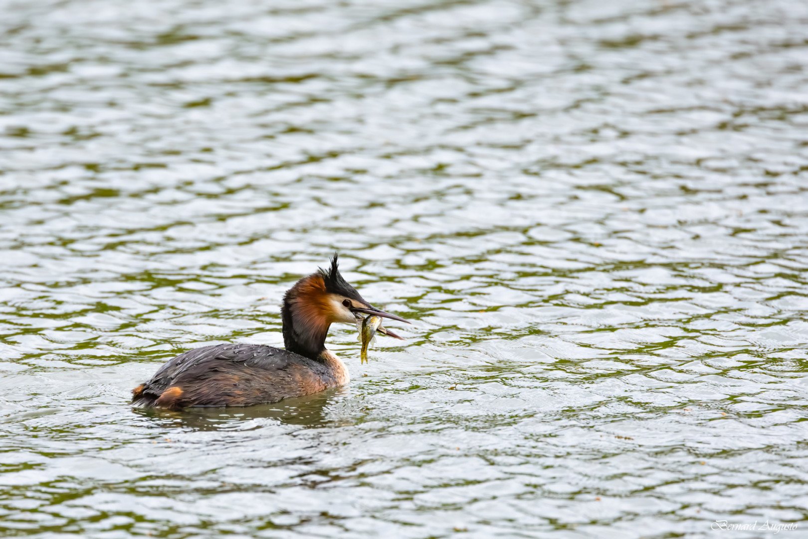 BA-16-04-25-Une-Bonne-peche-pour-un-grebe-huppe-au-lac-du-Port-a-Change.jpg