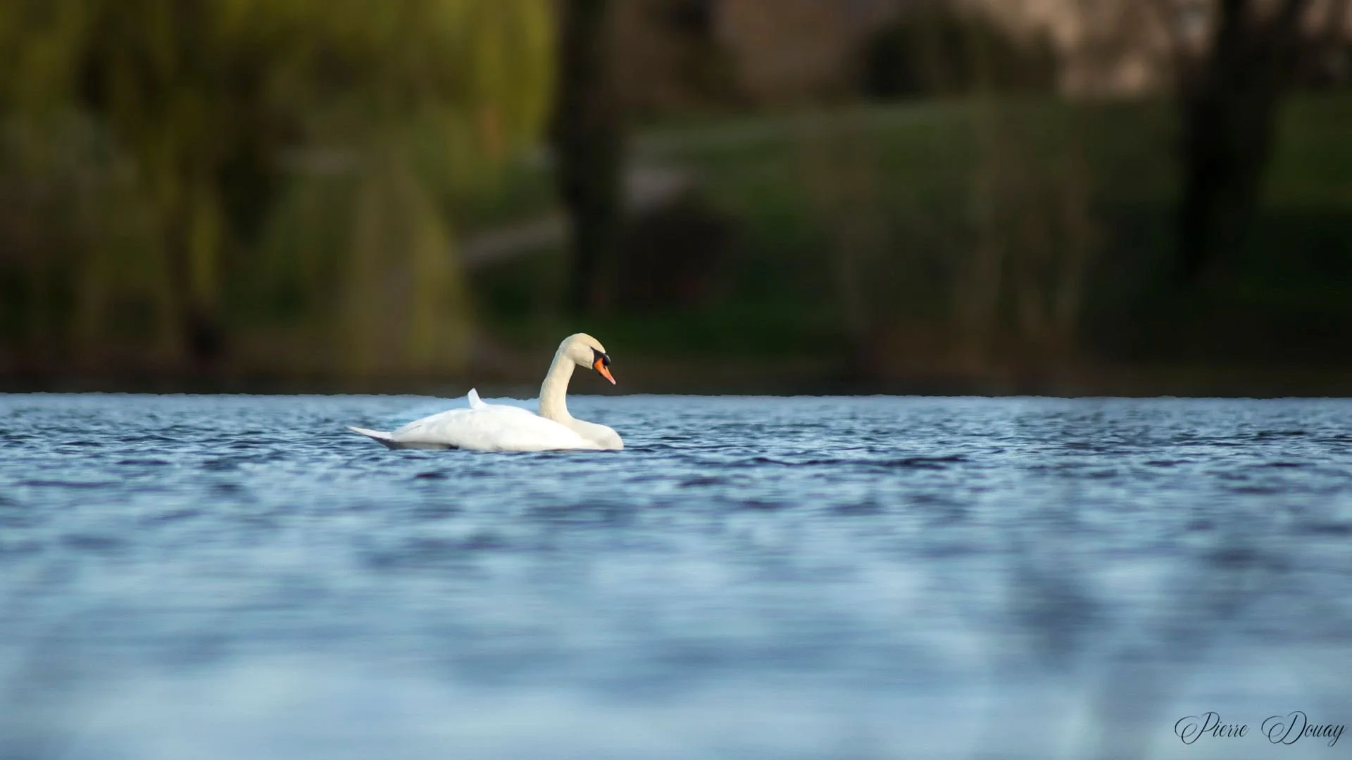 P-D-03-25-4-Cygne.jpg