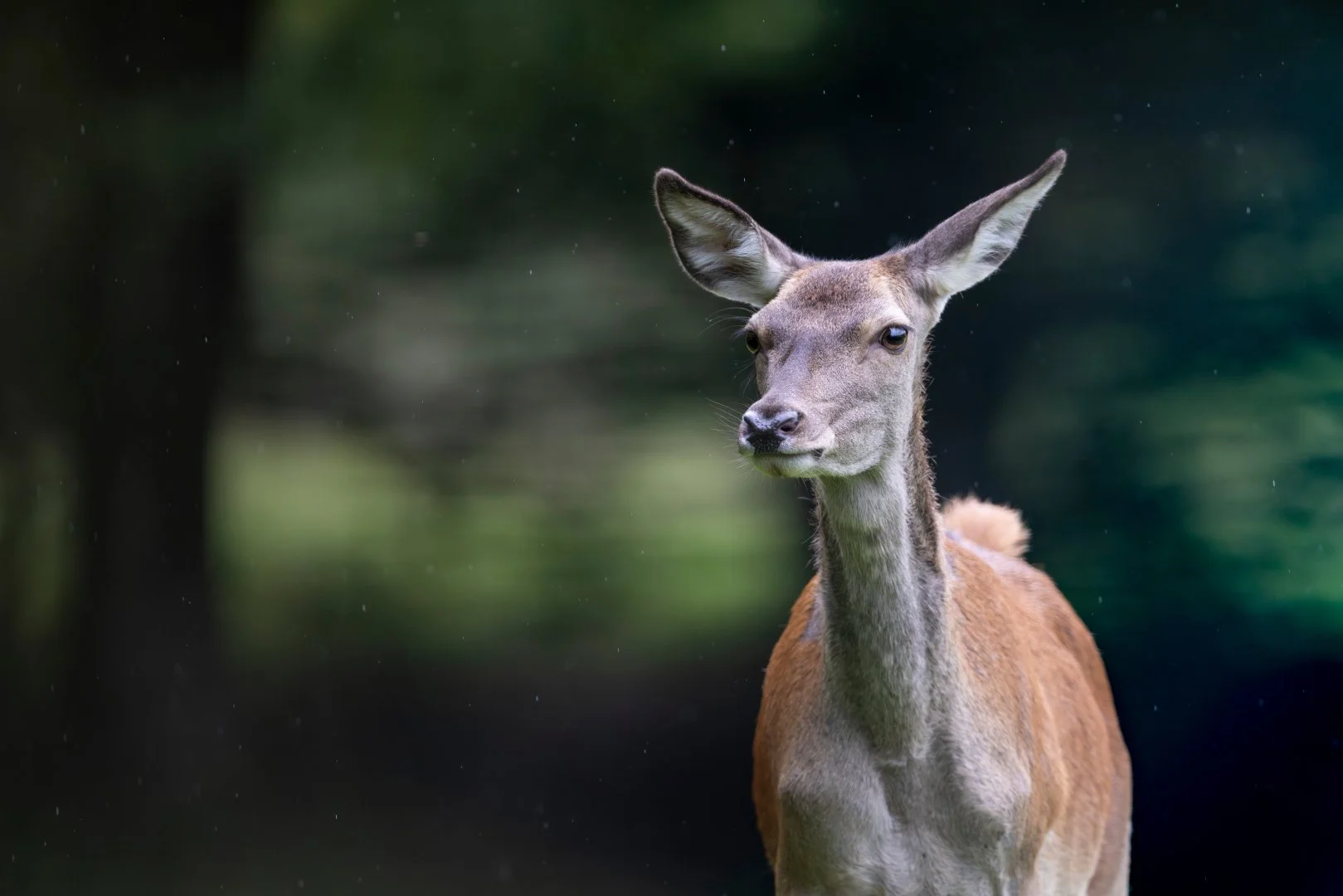 RG_0925_Cerf06.jpg