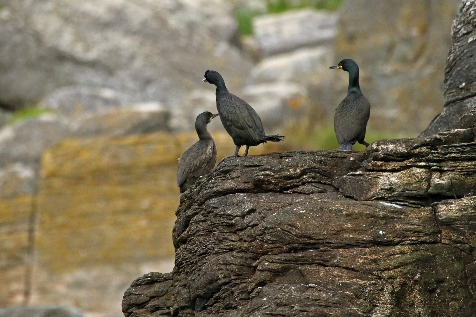 Cormorans.JPG