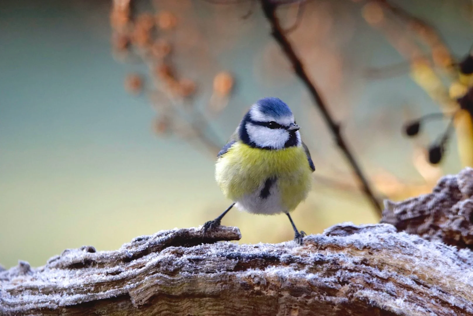 Nelly-Mésange-bleue.jpg