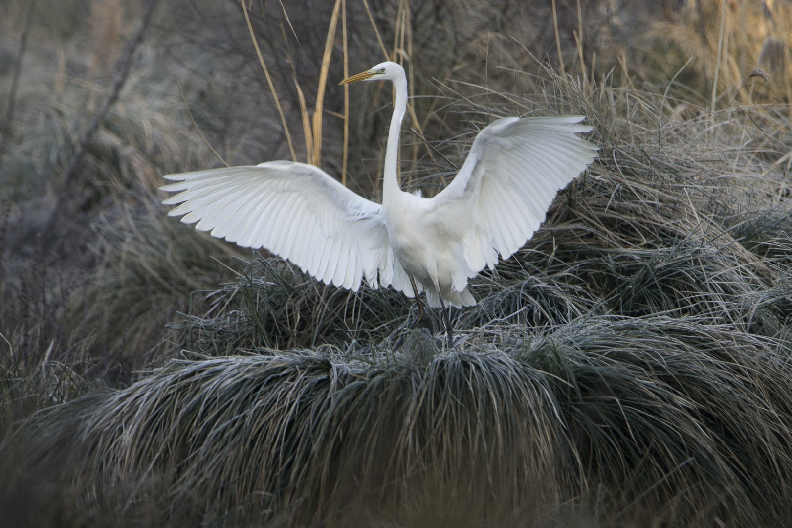 pf_01_22-1_320s-f6_3-600mm-ISO800-Heron-blanc-5.jpg