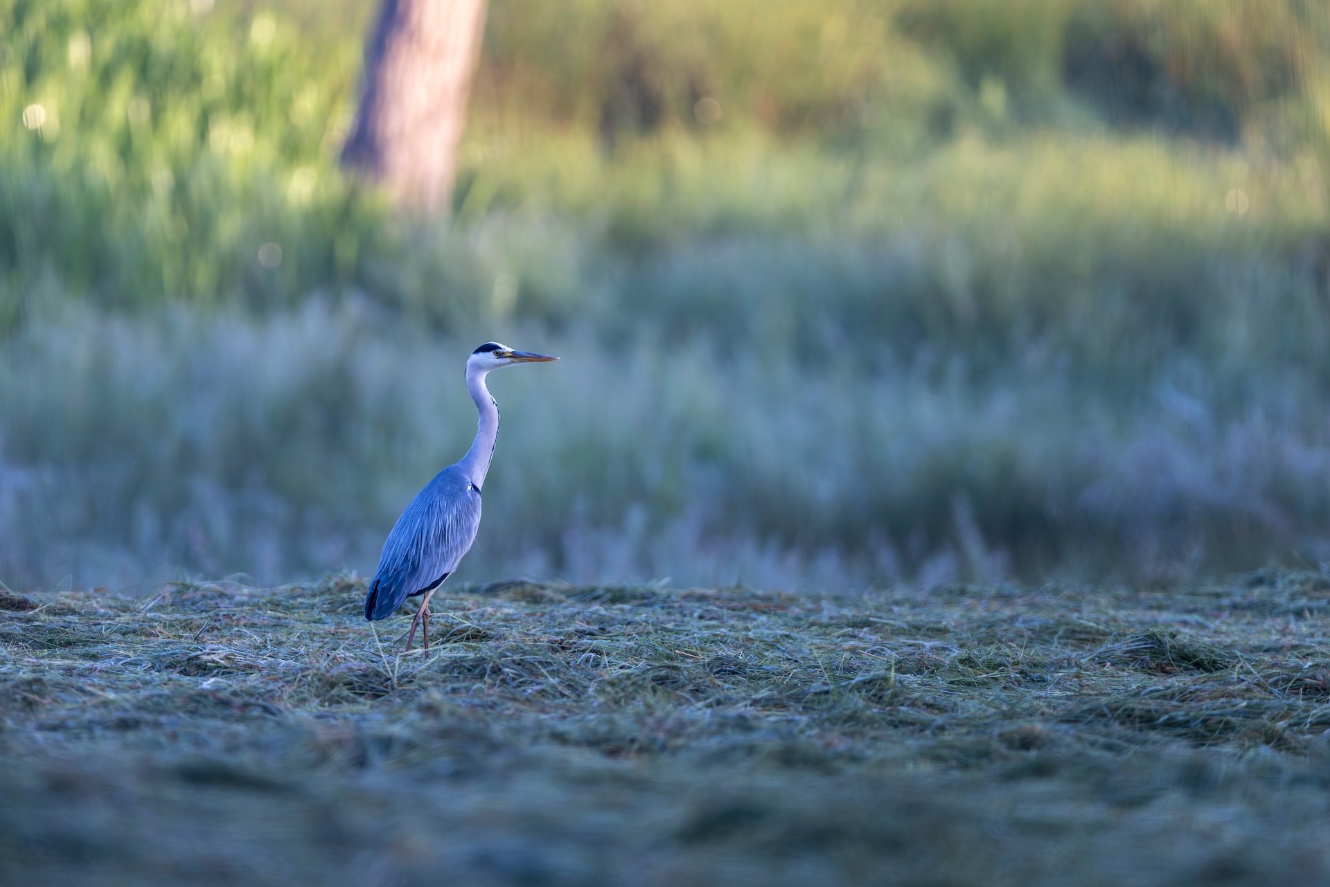 RG_0526_Heron.jpg