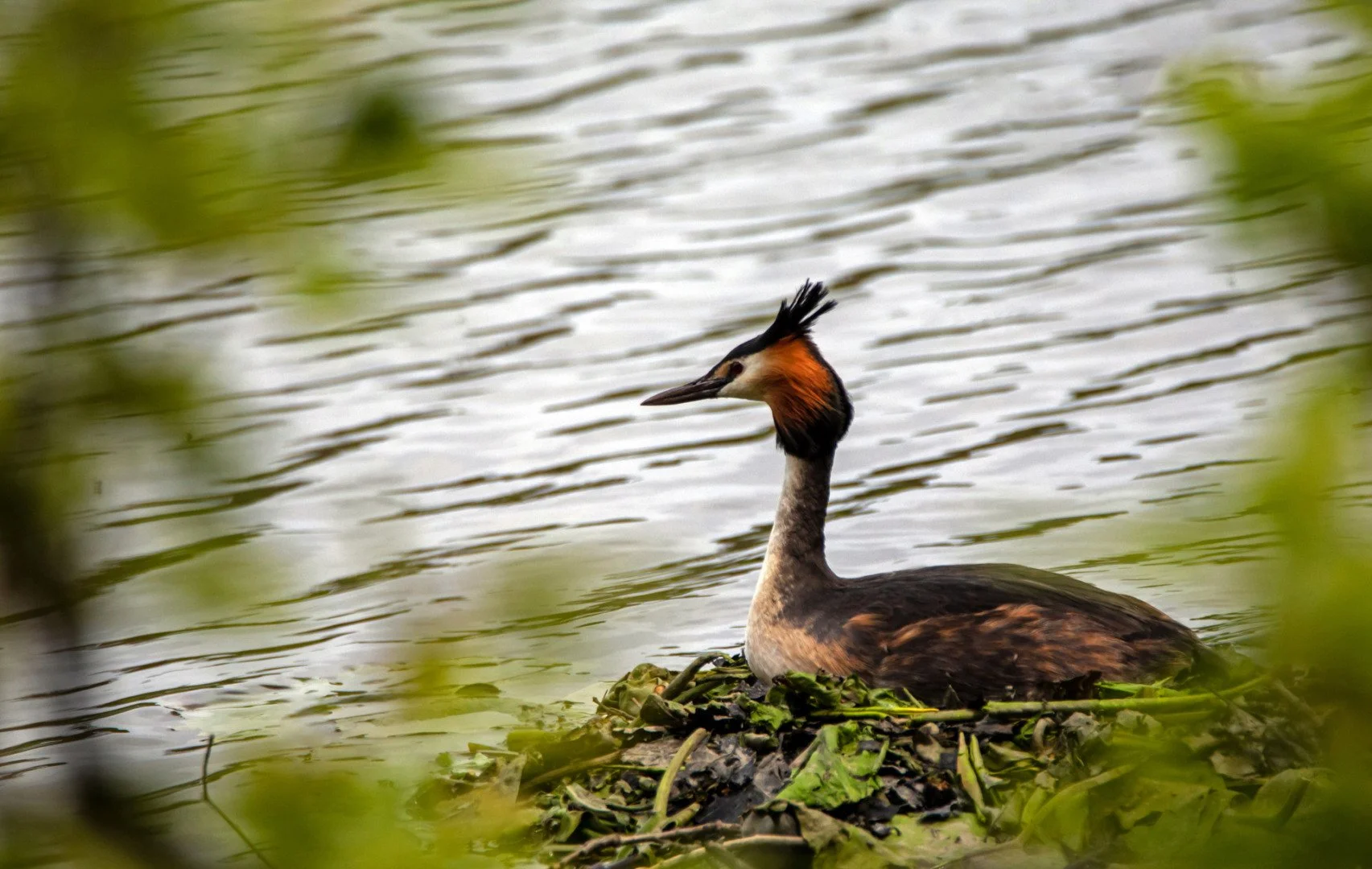 Grebe-huppe_1.jpg