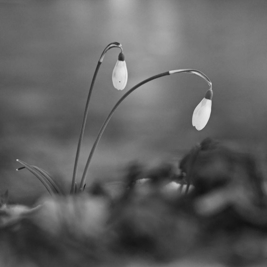 Perce-neige-NB_redimensionner_2.jpg