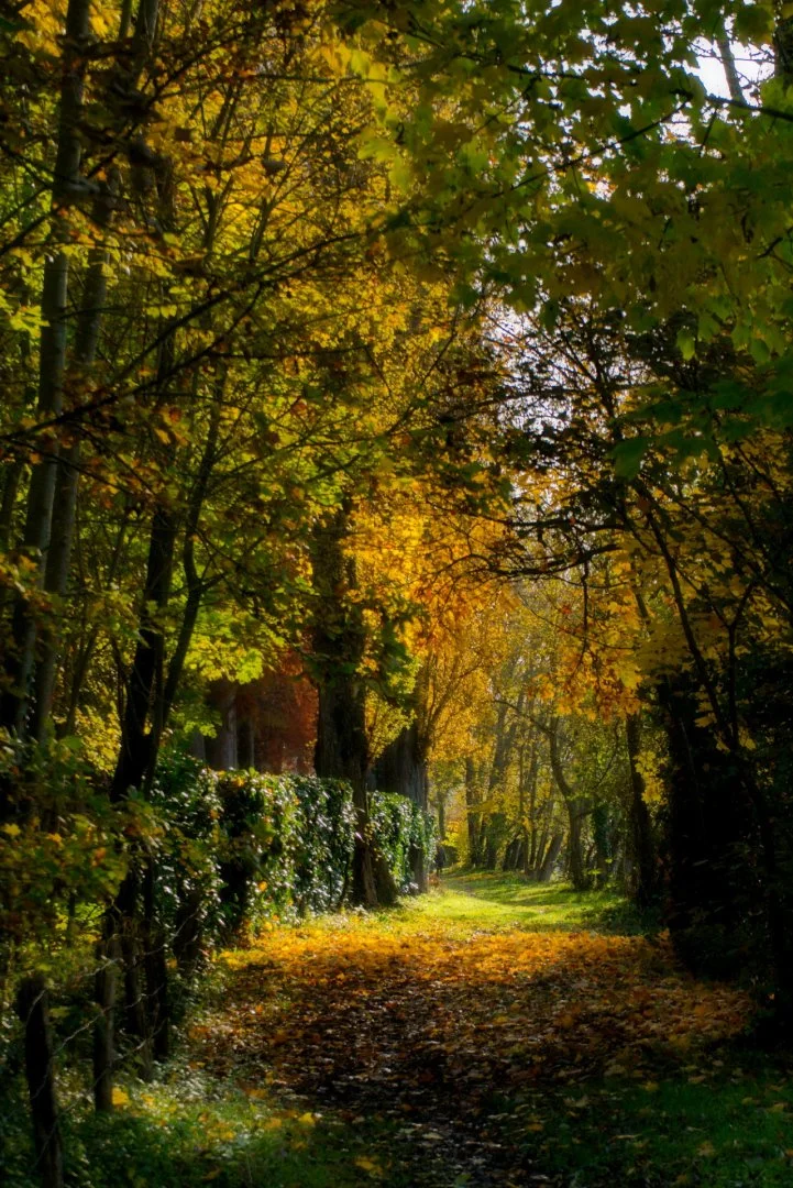Chemin-sous-bois.jpg