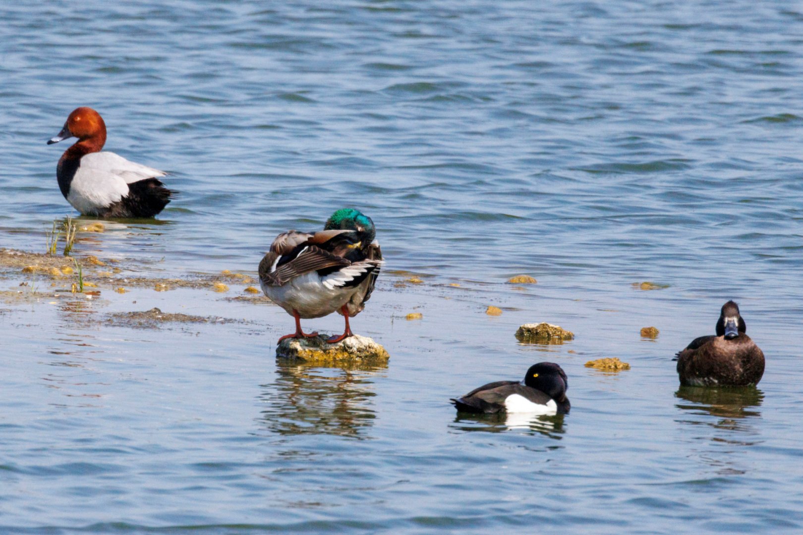 CB-0524-Canards-assortiment_1.jpg