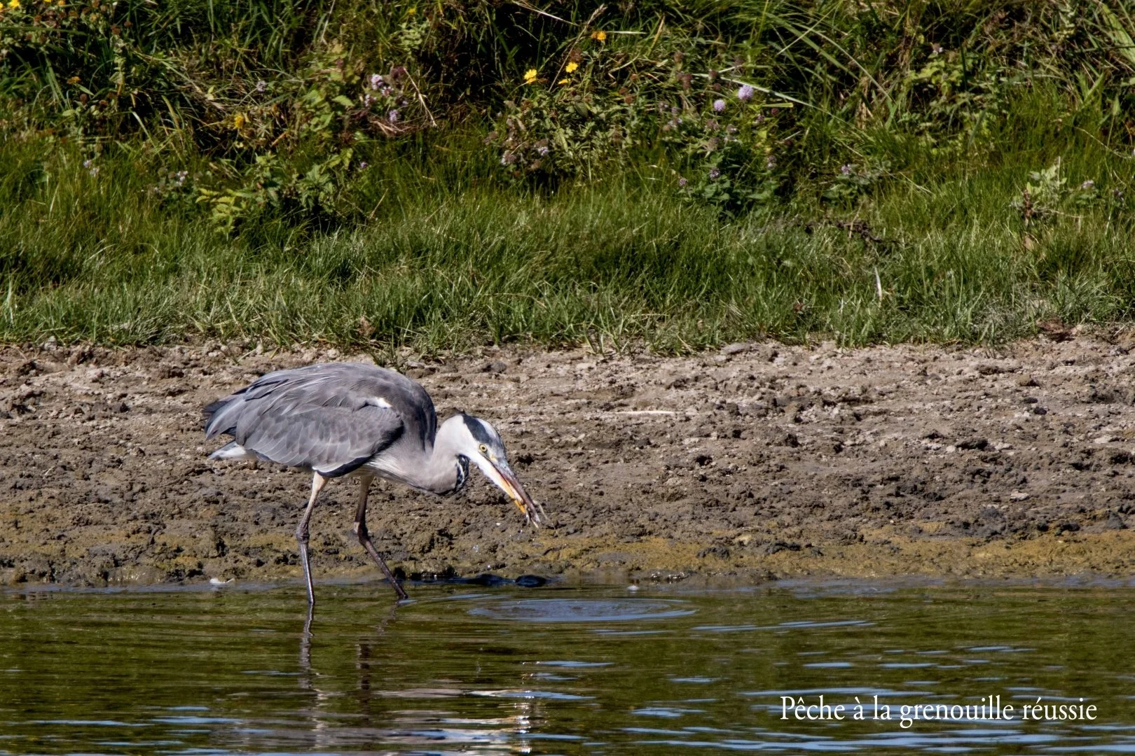 Parc-du-Marquenterre-19.jpg