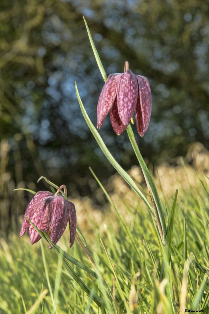Fritillaires_avril_2021_32.jpg