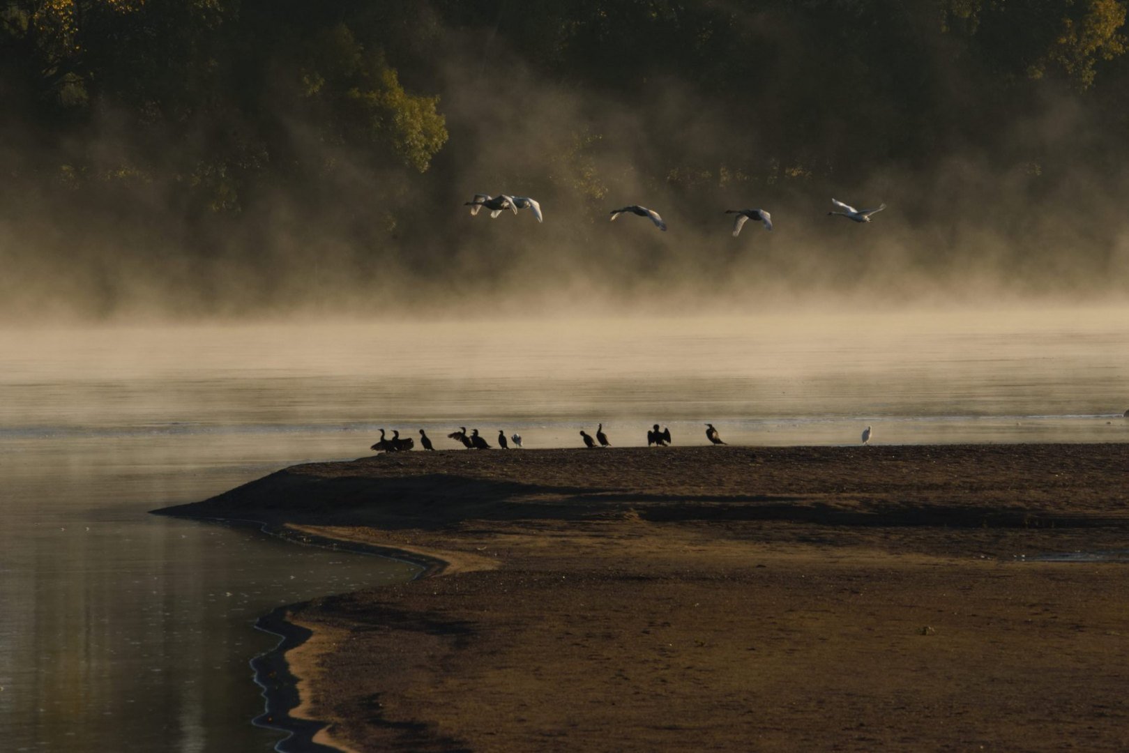 HM-Parade-Oies-au-dessus-des-Cormorans-Mod-M-Vit1000s-f16-ISO-1000-Piriac-DSC_9925.jpg