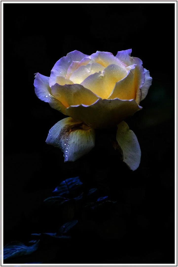 Juste-une-rose-.jpg