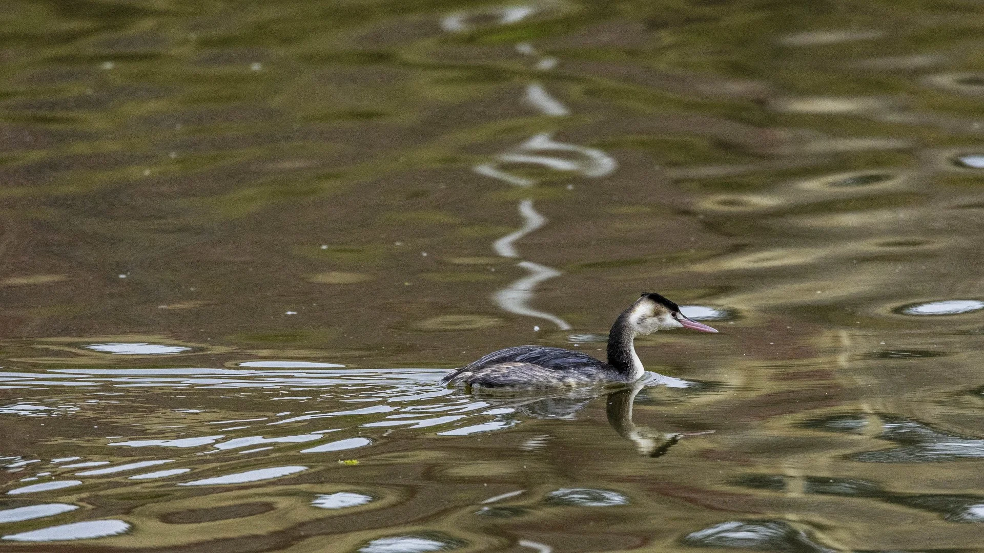 BA-06-Port-Brillet-Grebe-huppe-a-la-peche.jpg