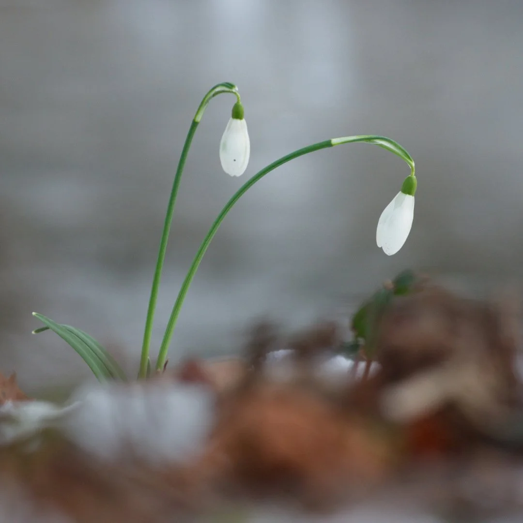 Perce-neige_redimensionner_2.jpg