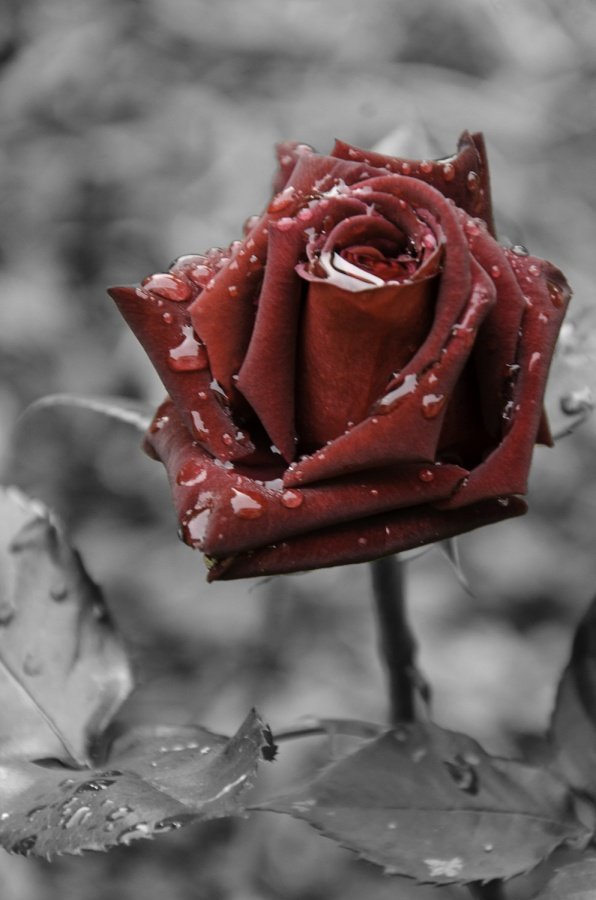 rose.jpg