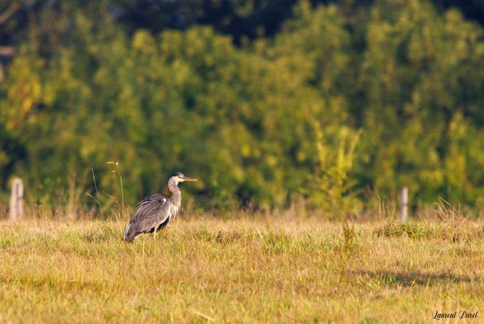 LD-09-24-Heron-cendre-2.jpg