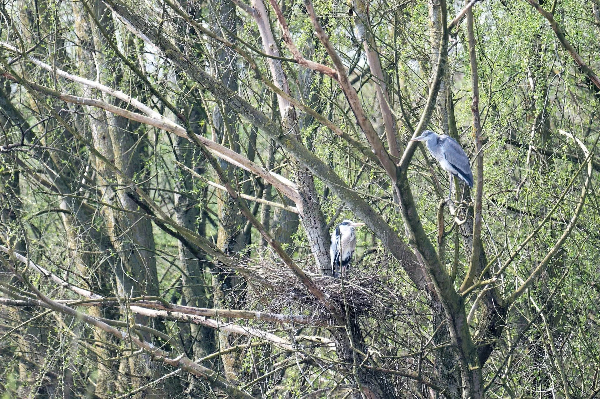 Herons.jpg