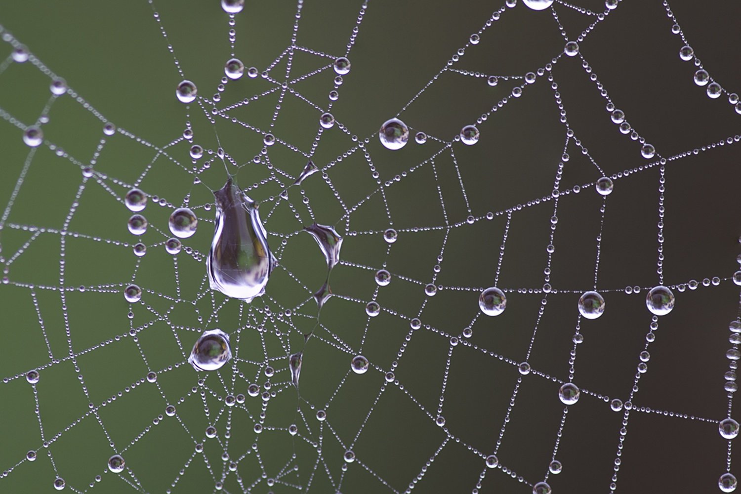 perles_de_pluie_li.jpg