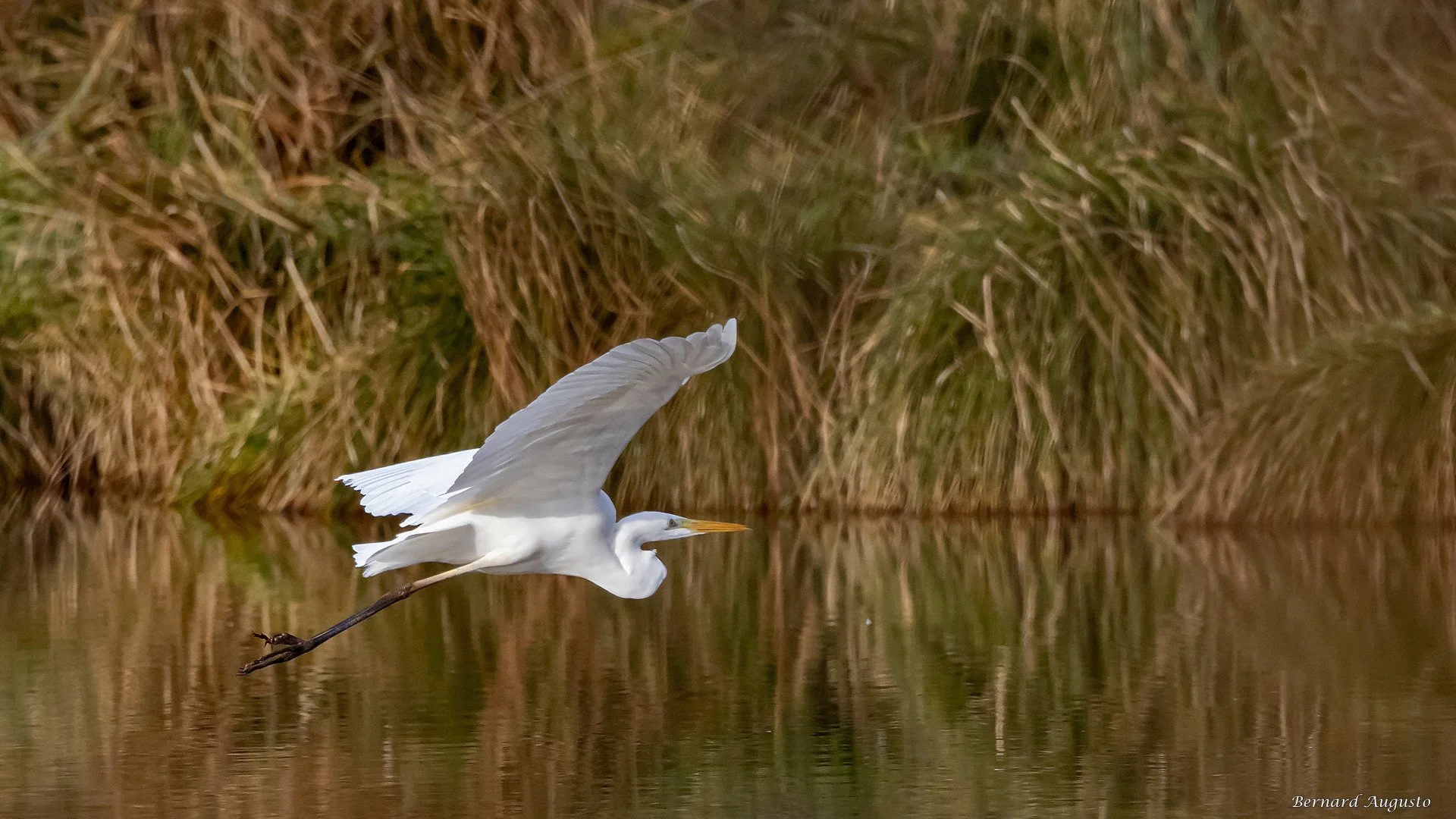 BA-04-12-24-Une-aigrette_2.jpg
