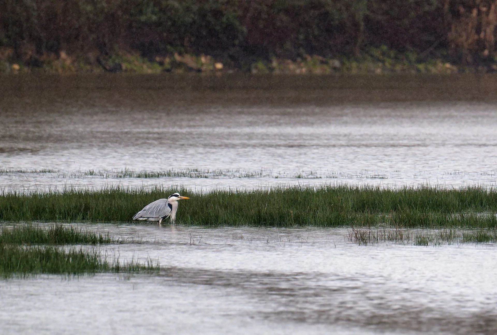 Heron_Cendre.jpg