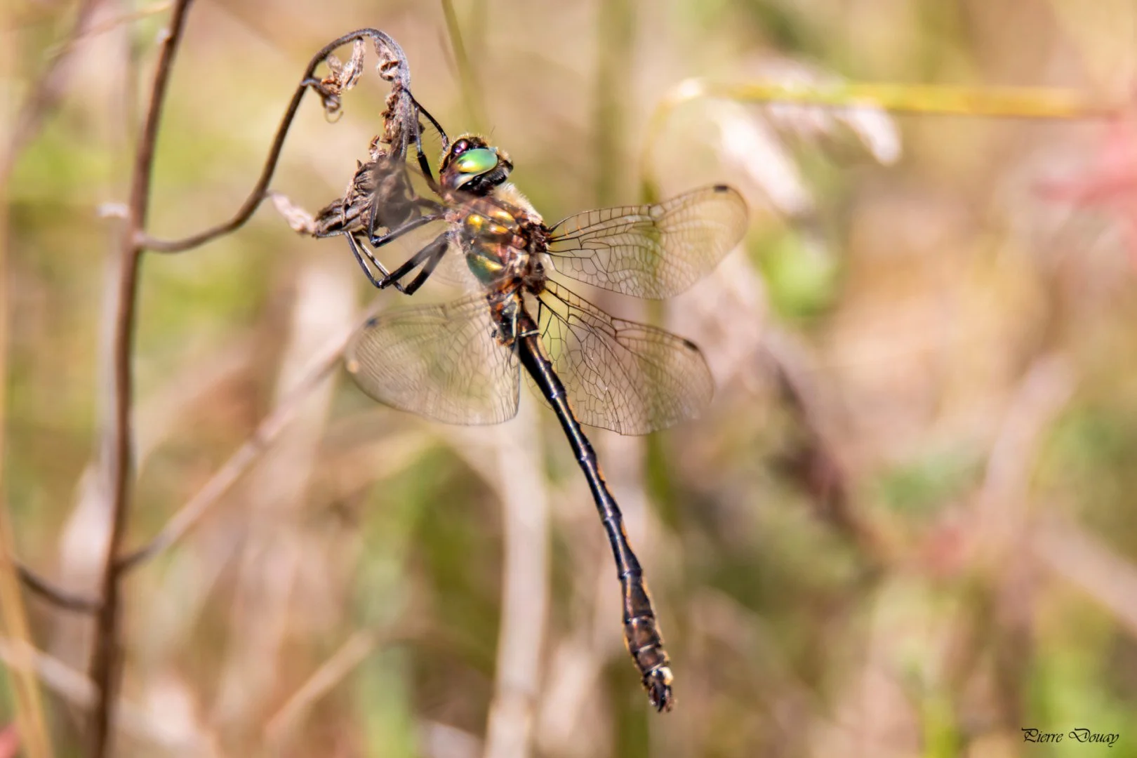 PD-06-07-08-25-4.jpg