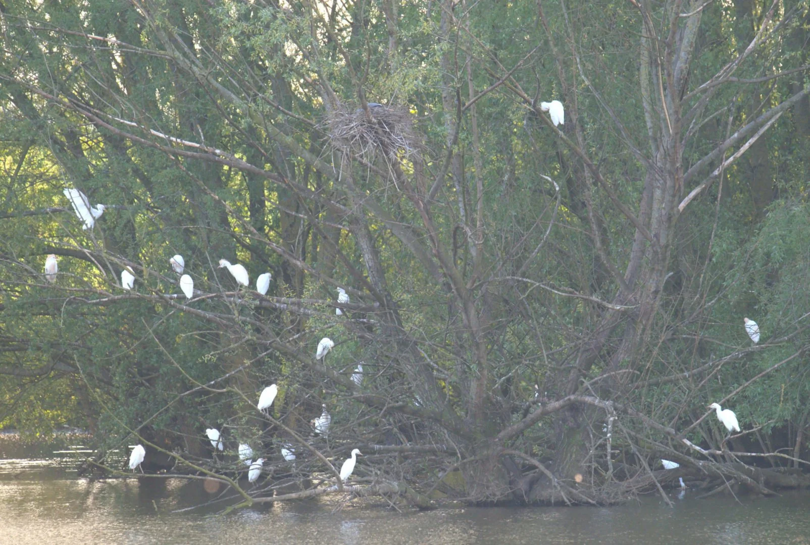 Groupe_De_Herons_Garde_Boeufs.jpg