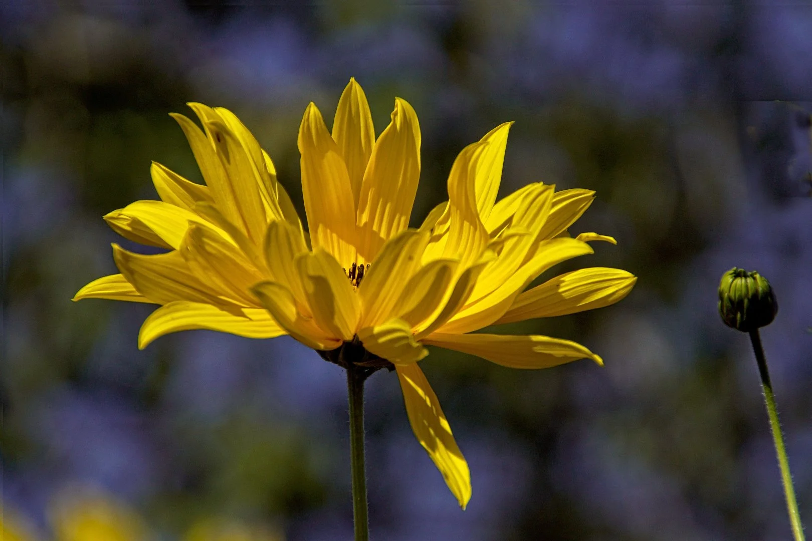 Helianthus.jpg
