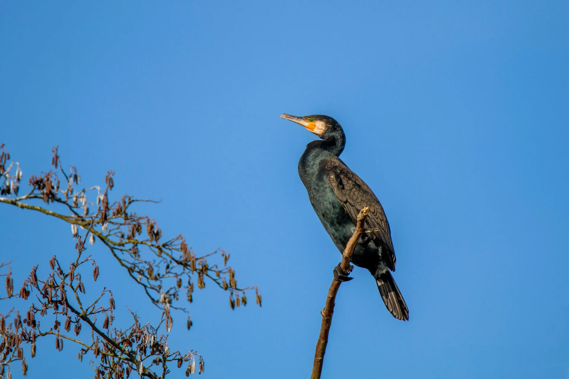 Cormoran.jpg