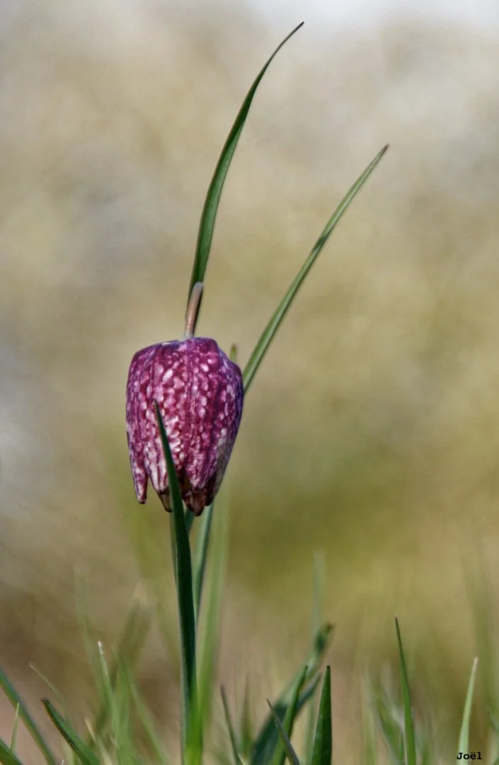 Fritillaires_avril_2021_30.jpg