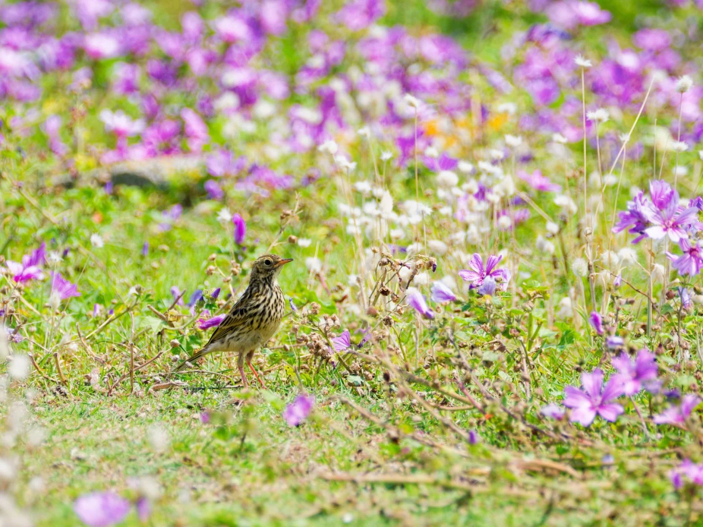 JV-ete-2024-Pipit-farlouse-P6060140_DxO-15.jpg