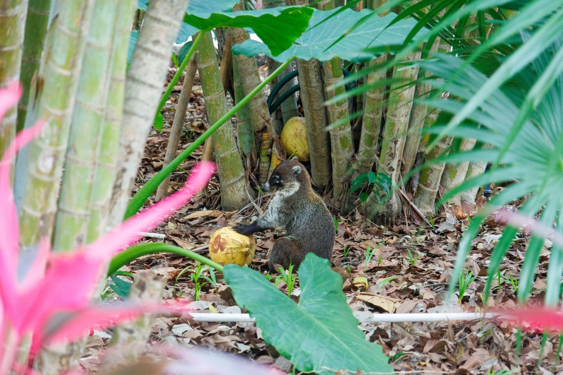 CB-0226-Coati.jpg