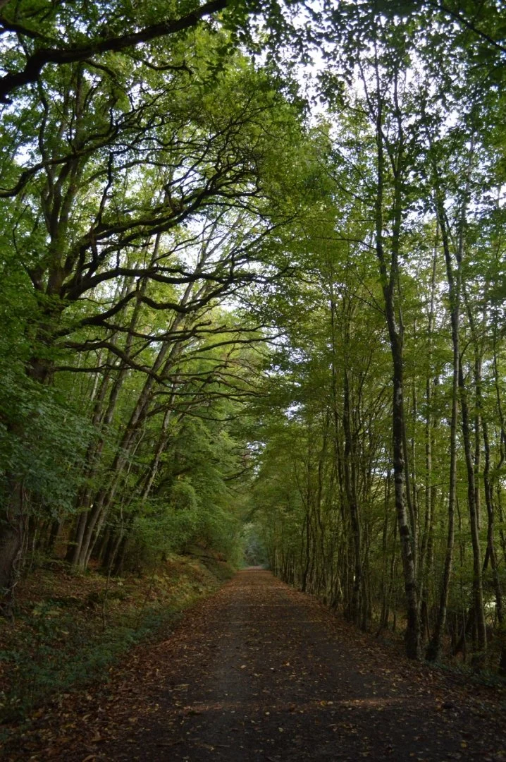 Chemin-boise-sur-la-voie-verte.JPG