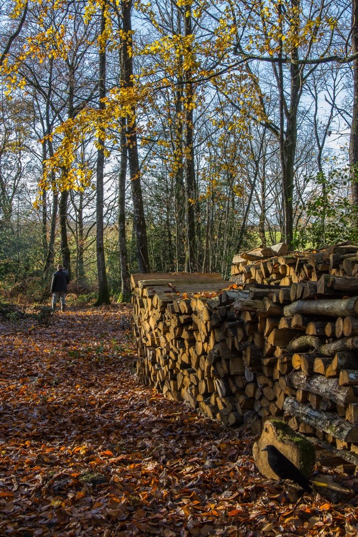 Du-bois-au-bois.jpg