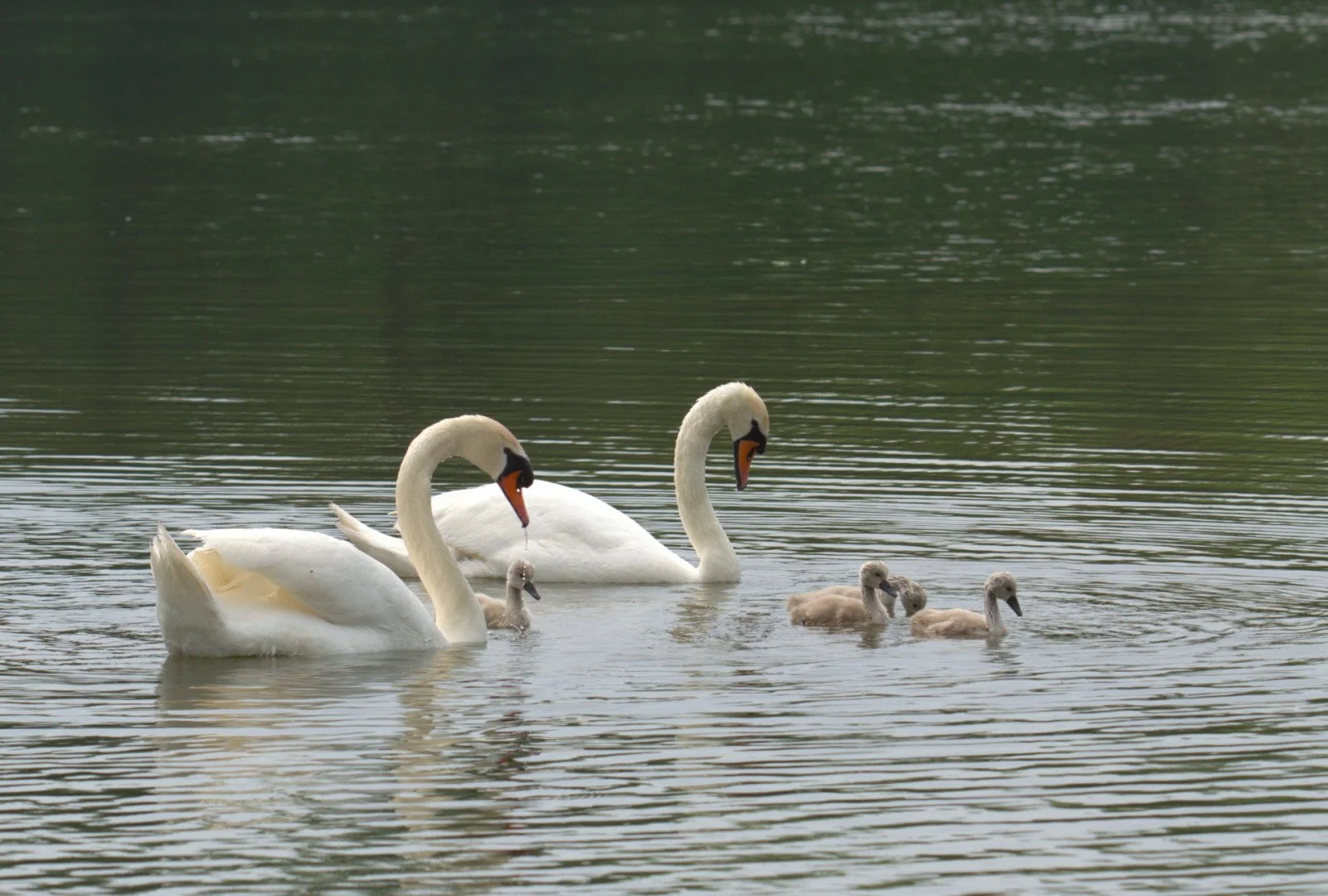 Famille_Cygnes_02.jpg