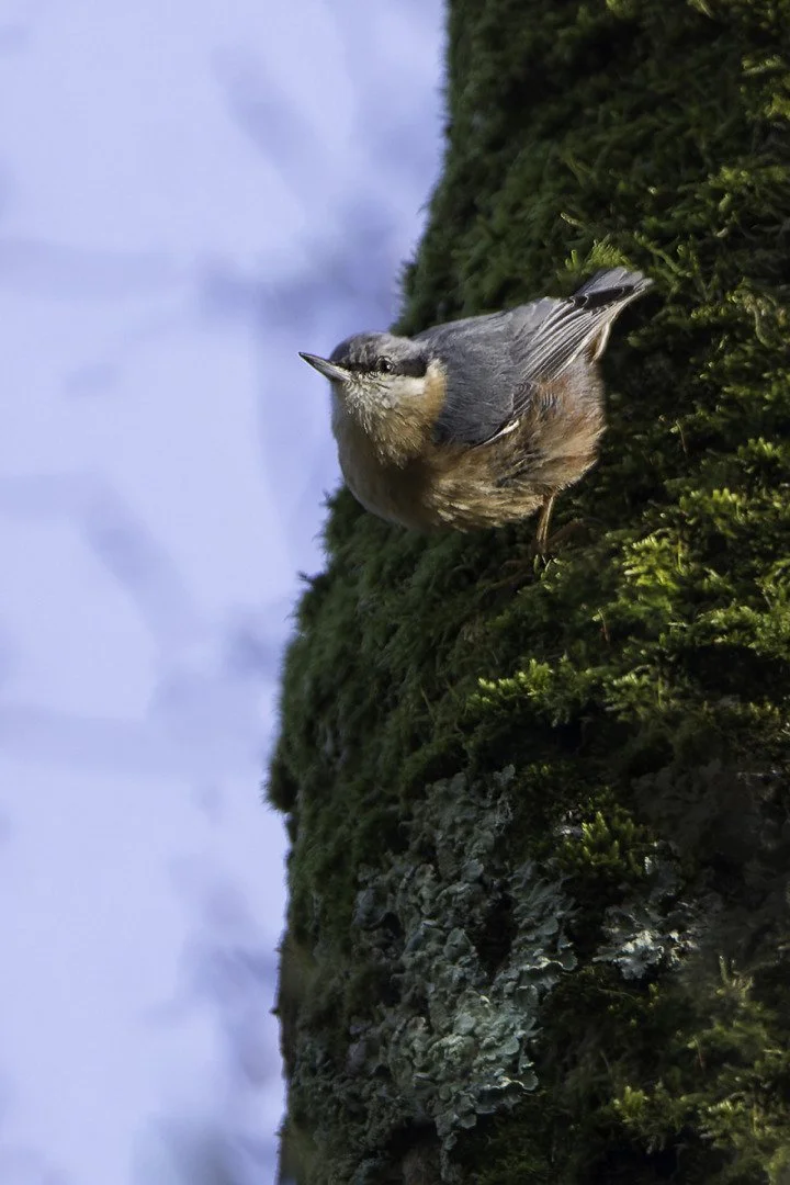 pf_01_22-1_800s-f6_3-600mm-ISO8003.jpg