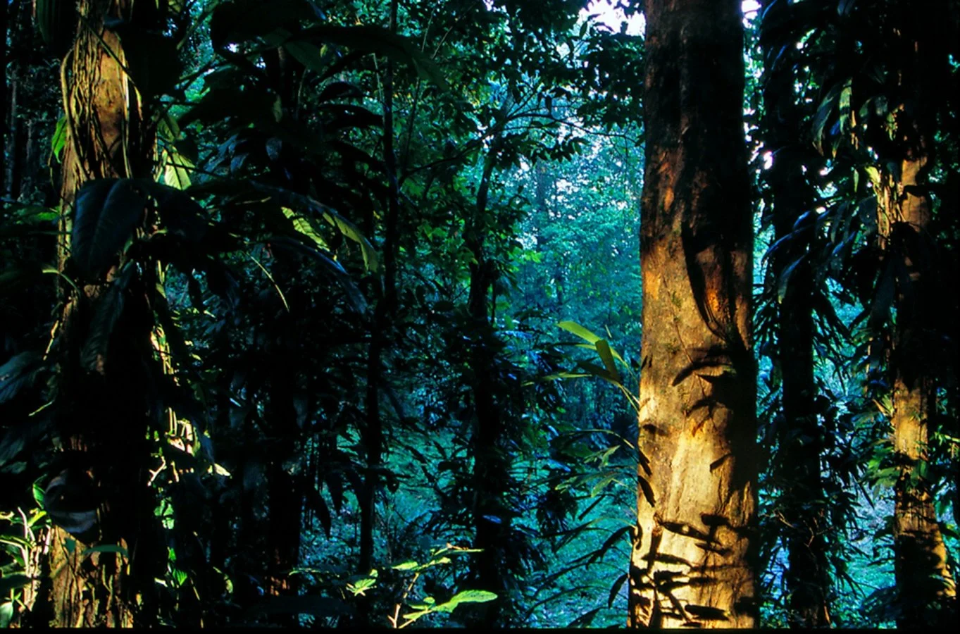 Trouée-en-sous-bois.jpg