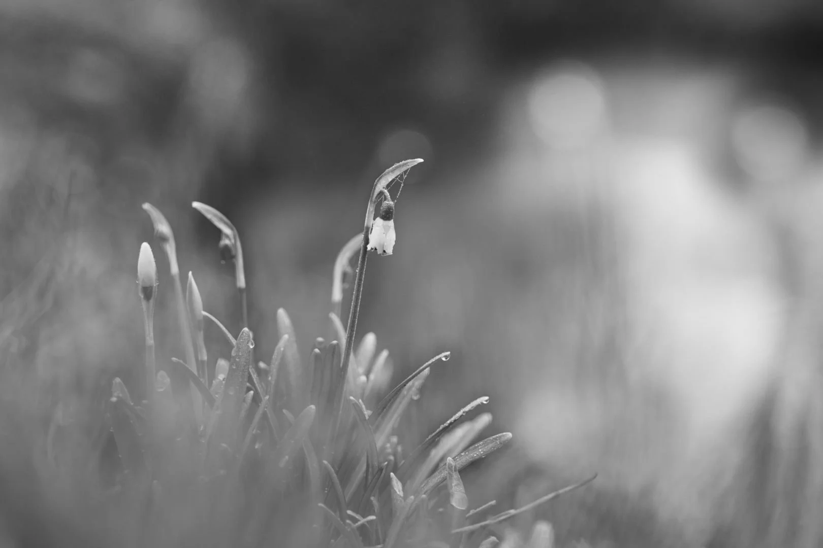 Par-un-petit-matin-frisquet-.jpg