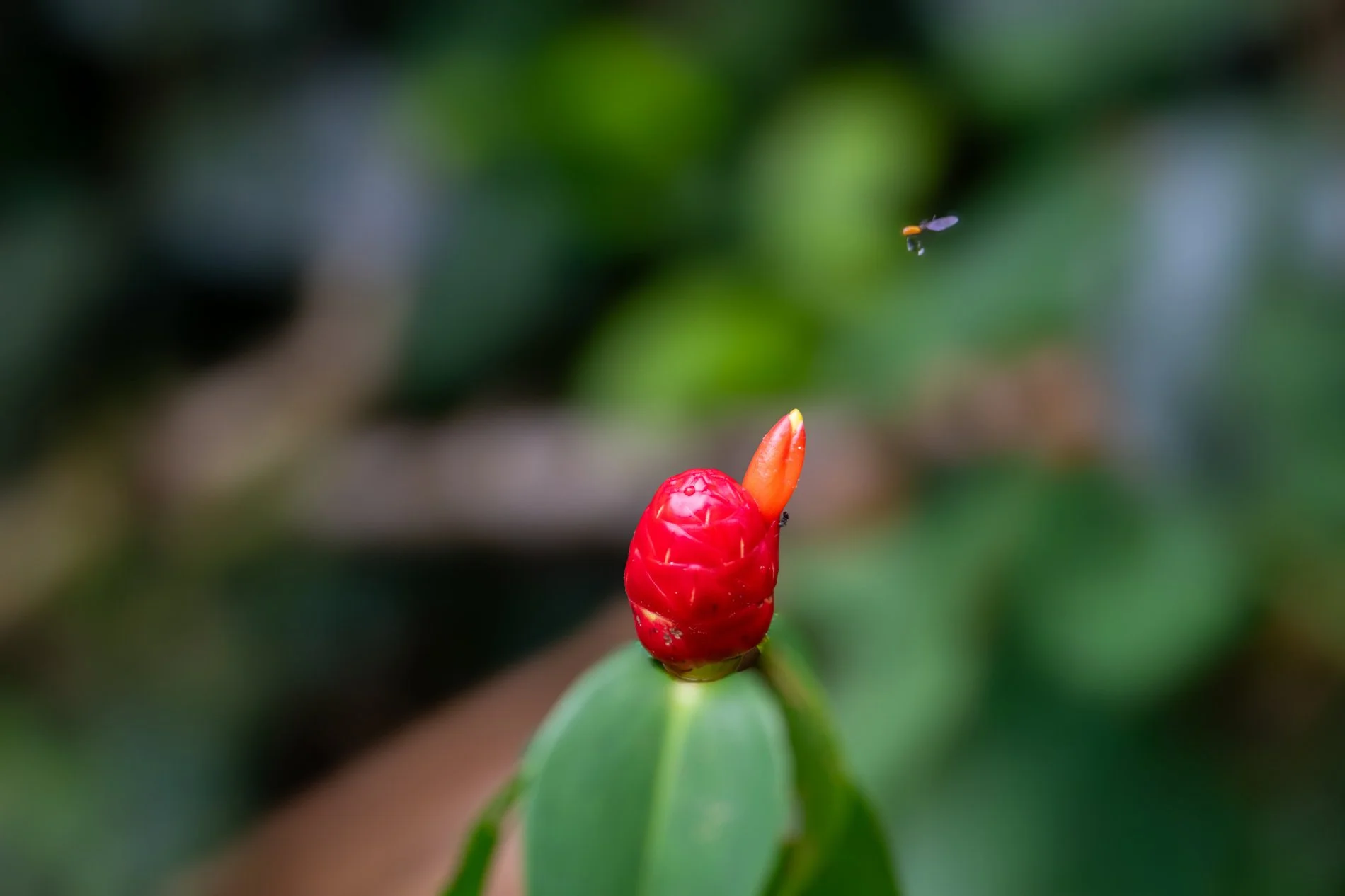 DSC_8627.JPG