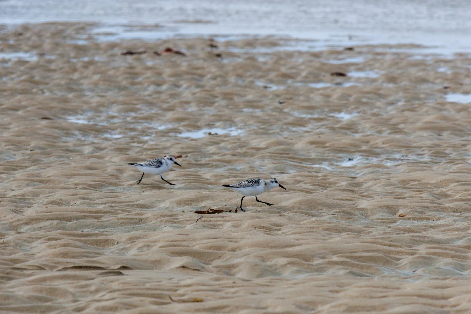 CB-0925-Becasseaux-Sanderling1.jpg