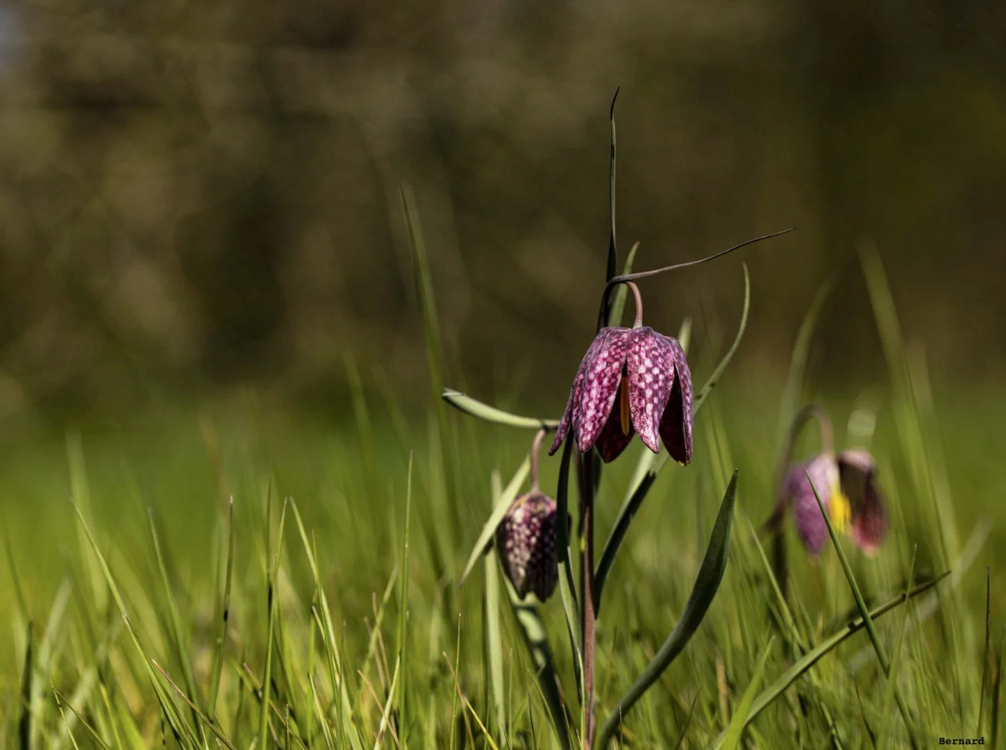 Fritillaires_avril_2021_09.jpg