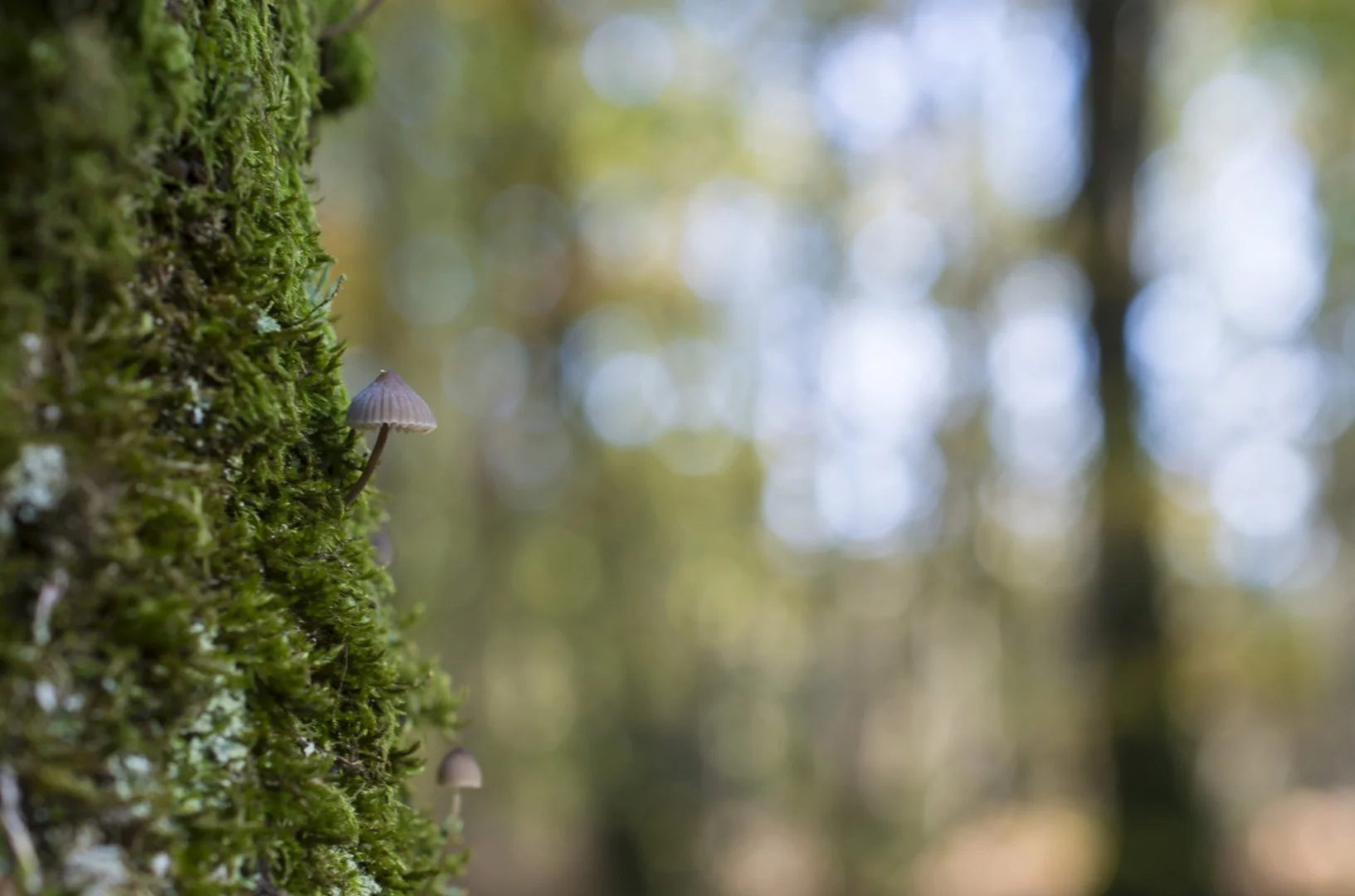 champignon_dans_les_bois.jpg