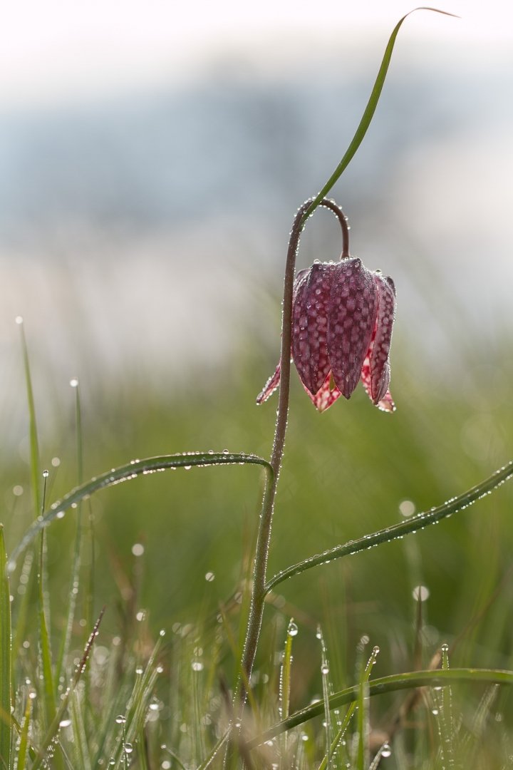 Fritillaire-pintade-01.jpg