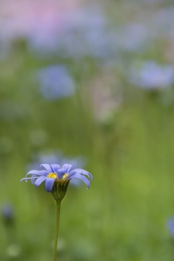 Felicia-amelloide-FeliciTara-Blue.jpg