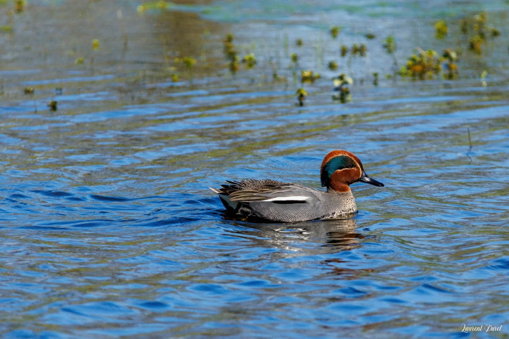 Sarcelle-dhiver-male-1S6A3965-jpeg.jpg