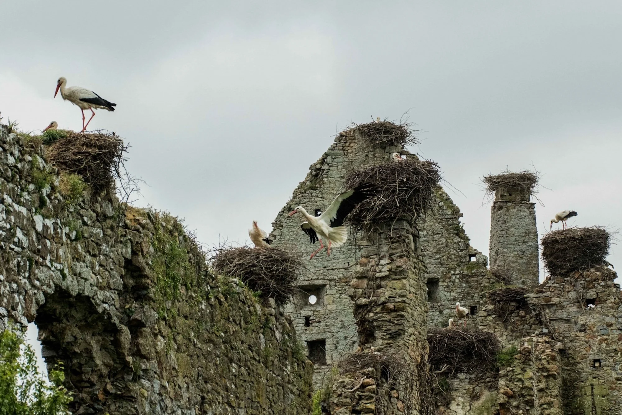 Château-de-la-Rivière-Cigognes-26.jpg